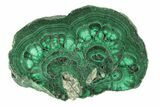 Flowery Polished Malachite Slab - DR Congo #266824-1